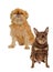 Shaggy Griffon Bruxellois and Russian Toy terrier dogs are sitting isolated