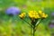 Shaggy Hawkweed, Tuolumne Meadows, Yosemite National Park