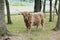 Shaggy Highland Cattle