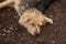 A shaggy homeless brown dog sleeping on the ground