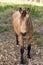 Shaggy horse in field