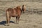 Shaggy Icelandic Horse