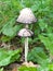 Shaggy ink cap (Coprinus comatus)