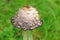 Shaggy ink cap (Coprinus comatus)