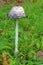 Shaggy ink cap (Coprinus comatus)