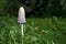 Shaggy ink cap Coprinus comatus, edible fungus growing in the grass of a meadow, copy space, selected focus