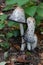 Shaggy Ink-Cap Coprinus Comatus Fungi Mushrooms