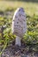 Shaggy Ink Cap Fungus