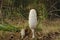 Shaggy ink cap fungus (Coprinus comatus)