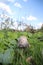 Shaggy ink cap, lawyer`s wig, or shaggy mane mushroom in the grass