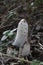 Shaggy ink cap, lawyer`s wig, or shaggy mane mushroom in the grass