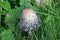 Shaggy ink cap, lawyer`s wig, or shaggy mane mushroom in the grass