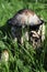 Shaggy ink cap, lawyer`s wig, or shaggy mane mushroom in the grass