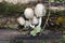 shaggy ink cap or lawyers wig (Coprinus comatus) common fungus in the grass