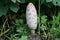 shaggy ink cap or lawyers wig (Coprinus comatus) common fungus in the grass