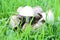 shaggy ink cap or lawyers wig (Coprinus comatus) common fungus in the grass