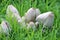 shaggy ink cap or lawyers wig (Coprinus comatus) common fungus in the grass