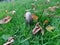 shaggy ink cap or lawyers wig (Coprinus comatus) common fungus in the grass