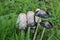 shaggy ink cap or lawyers wig (Coprinus comatus) common fungus in the grass