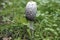 Shaggy ink cap mushroom Coprinus Comatus