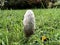 The shaggy ink cap mushroom Coprinus comatus, Lawyer`s wig, Shaggy mane, Der Schopf-Tintling, Spargelpilz, Porzellantintling