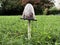 The shaggy ink cap mushroom Coprinus comatus, Lawyer`s wig, Shaggy mane, Der Schopf-Tintling, Spargelpilz, Porzellantintling