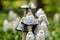 Shaggy ink caps in autumn