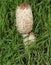 Shaggy Inkcap, or Lawyer`s Wig fungus, Coprinus comatus, growing in the grass in a field in the UK.