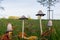 Shaggy inkcap mushrooms in grass