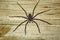 Shaggy large spider on the background of a wooden wall