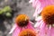 A shaggy little bumblebee sits of an Echinacea purpurea flower