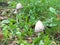 Shaggy mane (Coprinus comatus)