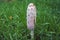 Shaggy mane Fungus on grass ground, closeup shot