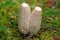 Shaggy mane mushroom