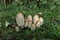 Shaggy Mane Mushroom