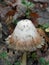 Shaggy Mane Mushroom cap drips black closeup