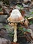 Shaggy Mane Mushroom drip starts