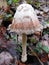 Shaggy Mane Mushroom in fallen leaves