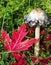 Shaggy Mane mushroom fungus and red Maple leaves