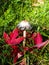 Shaggy Mane mushroom in grass with red fall leaves