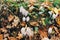 Shaggy mane mushroom in green grass and autumn leaves in sunny woods. Mushroom hunting in autumn forest. Coprinus comatus. Fungi