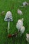 Shaggy Mane Mushroom phases