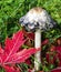 Shaggy Mane mushroom with red fall Maple leaves