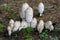 Shaggy Mane Mushrooms - Coprinus Comatus