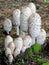 Shaggy Mane Mushrooms - Coprinus Comatus