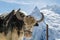 Shaggy muzzle of a yak on the background of the beautiful white mountains of the Caucasus, close-up