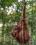 Shaggy orangutan hanging on two trees and eats a banana (Bohorok, Indonesia)