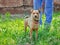 Shaggy outbred dog on lawn on leash next to man in blue veterinary uniform