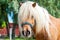 Shaggy palomino shetland pony head. Closeup summetime outdoors i