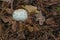 Shaggy parasol (Chlorophyllum rhacodes)